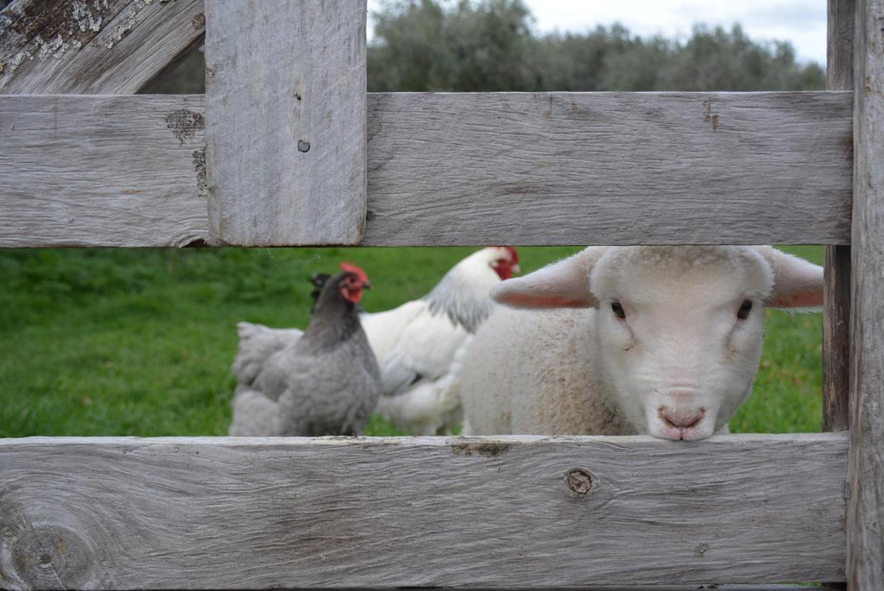 Ddog Vineyard & Bnb Renwick Eksteriør bilde