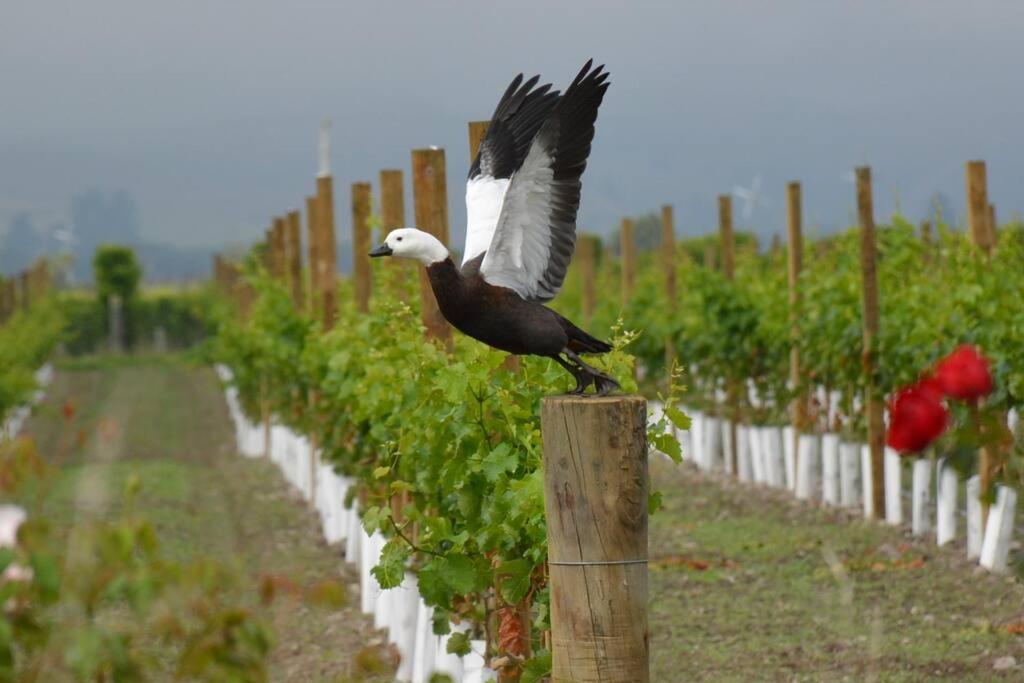 Ddog Vineyard & Bnb Renwick Eksteriør bilde