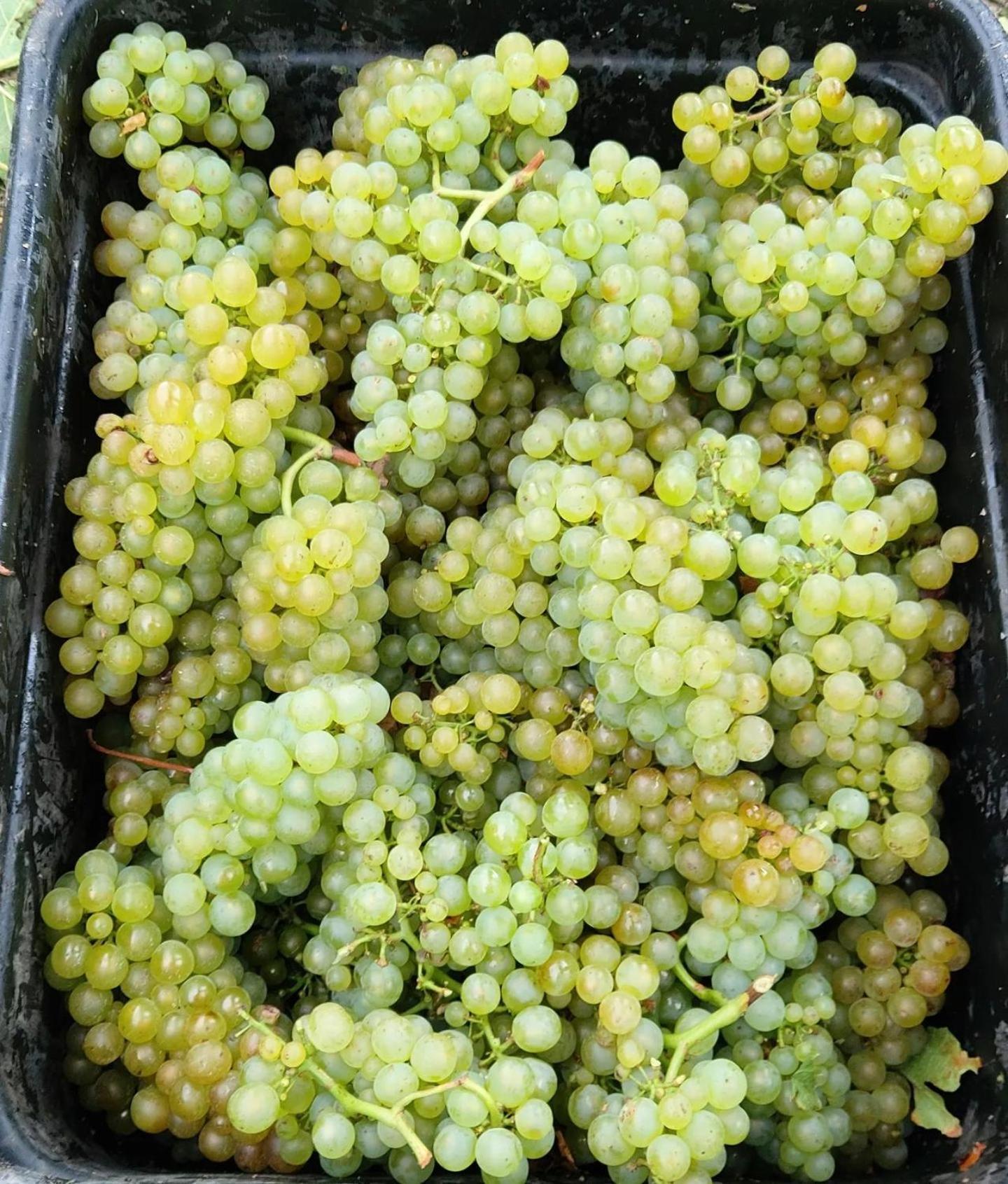 Ddog Vineyard & Bnb Renwick Eksteriør bilde