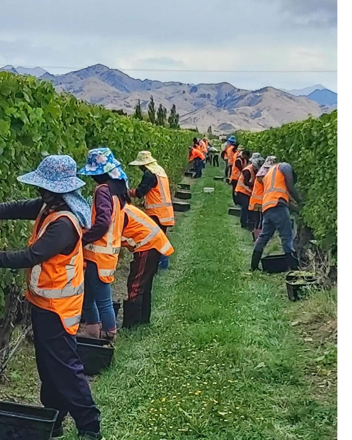 Ddog Vineyard & Bnb Renwick Eksteriør bilde