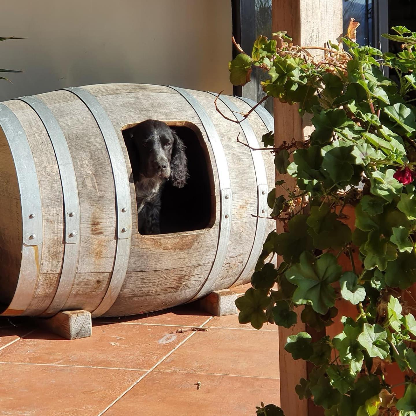 Ddog Vineyard & Bnb Renwick Eksteriør bilde
