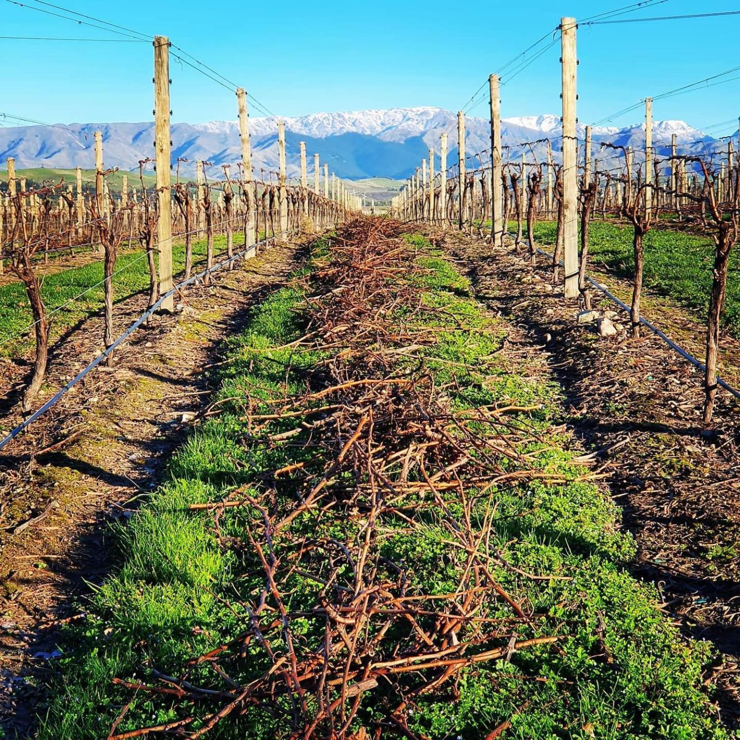Ddog Vineyard & Bnb Renwick Eksteriør bilde
